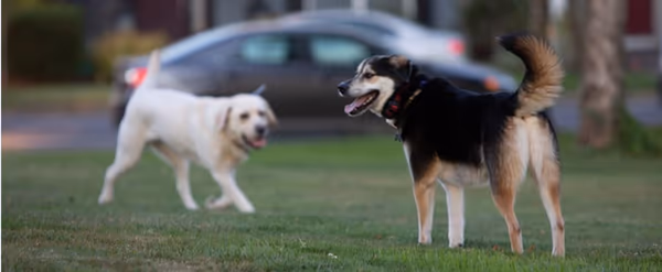 Willamette Park Off Leash Area